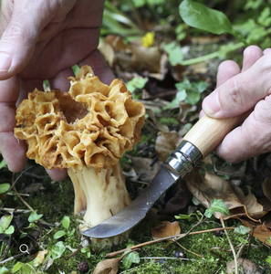 Couteau à champignons | Opinel